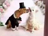 تصاویر - جشن عروسی میلیاردی برای دو سگ در تهران!