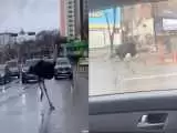 (فیلم) شترمرغ فراری و راننده های مبهوت