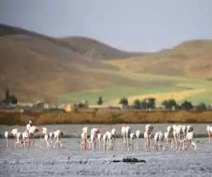 تالاب زیبای ایران پس از 3 سال دوباره زنده شد  -  تصاویر