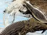 (فیلم)  گورکن عسل خوار، یک تمساح را در عین ناباوری شکار کرد!