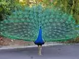 ویدیو  -  لحظه دیدنی پرواز یک طاووس