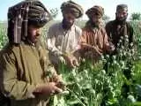 ویدیو  -  تصاویر جالب از کاشت تریاک توسط طالبان در مرز ایران!