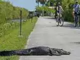 (فیلم) عبور تمساح بزرگ الجثه از جاده