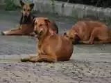ویدیو  -  جولان گله سگ ها در باند فرودگاه