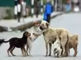 واکنش عضو شهرداری تهران به جمع آوری سگ ها از خیابان