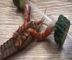 ویدیو  -  تصاویری باورنکردنی از یک خرچنگ در حال وزنه برداری!
