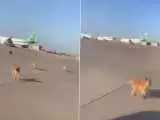 (فیلم) ورود سگ های ولگرد به باند فرودگاه بغداد
