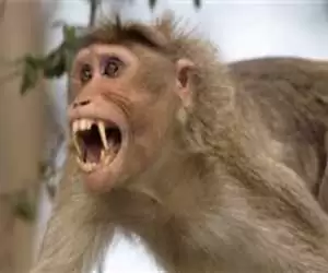 ویدیو  -  لحظه جالب استفاده از مار به عنوان شالگردن توسط میمون!