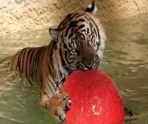 ویدیو  -  تصاویری از توپ بازی بامزه یک ببر در باغ وحش