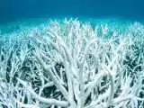 (فیلم) رنگ باختگی انبوه مرجان های دریایی در سراسر جهان