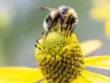 زنبور عسل ملکه تا یک هفته زیر آب زنده می ماند