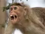 ویدیو  -  لحظه جالب استفاده از مار به عنوان شالگردن توسط میمون!