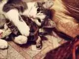 ویدیو  -  اصرار لاک پشت برای سر به سر گذاشتن با یک گربه