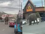 (فیلم) فیل فراری از سیرک خیابان را بست