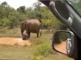 (فیلم) حمله فیل خشمگین به یک تمساح