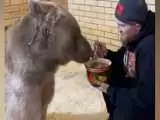 ویدیو  -  غذا دادن به یک خرس غولپیکر توسط مرد روس با قاشق