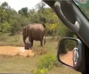 (فیلم) حمله فیل خشمگین به یک تمساح