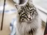 ویدیو  -  واکنش باورنکردنی یک گربه پس از شنیدن صدای ویولنسل!