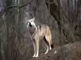 (فیلم) پرسه زنی گرگ ها در تهرانپارس؟