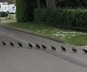 ویدیو  -  واکنش جالب رانندگان در لحظه عبور اردک ها از عرض اتوبان