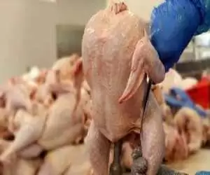 مرغ چند نرخی شد -  اعلام تازه ترین قیمت مرغ در مغازه ها