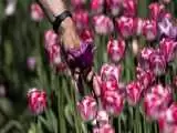 (فیلم) هلند 100000 گل لاله به شهر جنگ زده اوکراین اهدا کرد