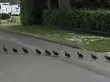 ویدیو  -  واکنش جالب رانندگان در لحظه عبور اردک ها از عرض اتوبان