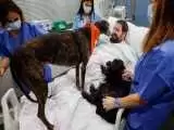 (فیلم) استفاده از سگ ها برای روحیه دادن به بیماران بخش مراقبت های ویژه