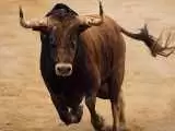 ویدیو  -  حمله گاو به حاضرین در مراسم دف نوازی در روستای پالنگان!