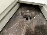 کشف چهره 600ساله (بچه جن) در توالت یک خانه