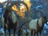(فیلم) بزهای کوهی در منطقه حفاظت شده البرز مرکزی