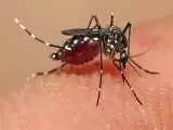 دستاوردهای ایران در کنترل مالاریا باوجود تحریم ها