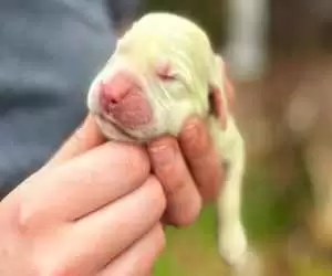 (فیلم) تولد یک توله سگ به رنگ سبز لیمویی خبرساز شد