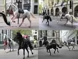 (فیلم) اسب های سرگردان و زخمی ارتش در خیابان های لندن