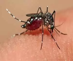 دستاوردهای ایران در کنترل مالاریا باوجود تحریم ها