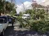 (فیلم) وزش باد شدید باعث شکستن درختان شد