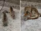 (فیلم) عملیات نجات دو بچه شیر کوهی از مخزن آب