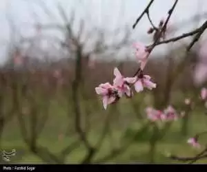 تصاویر - شکوفه های بهاری مازندران