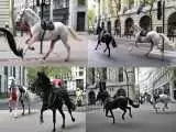 ویدیو  -  ترس مردم لندن از جولان اسب های زخمی در خیابان های کاخ باکینهام