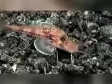 ویدیو  -  ماهی عجیبی که روی دو پا راه می رود