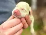 ویدیو  -  تصاویری از تولد یک توله  سگ به رنگ سبز لیمویی