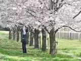 شکوفه های بهاری دیدنی ژاپن -  عکس