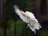 ویدیو  -  لحظه دیدنی پرواز یک مرغ بر فراز دریاچه