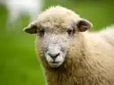 (فیلم) انتقام باورنکردنی یک گوسفند از چوپان!