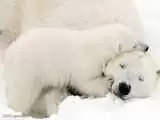 ویدیو  -  تصاویری از عشق بازی توله خرس قطبی با مادرش