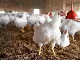 توقف واردات گوشت مرغ؛ خرید هیچ محدودیتی ندارد