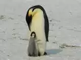 (فیلم) مرگ جوجه  پنگوئن های امپراتور در پی ذوب بی سابقه یخ در قطب جنوب