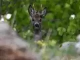 (فیلم) غذا خوردن یک شوکا در دل جنگل های هیرکانی