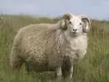 ویدیو  -  انتقام باورنکردنی یک گوسفند از چوپان!