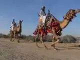 ویدیو  -  مسابقه شترسواری زنان در عربستان!